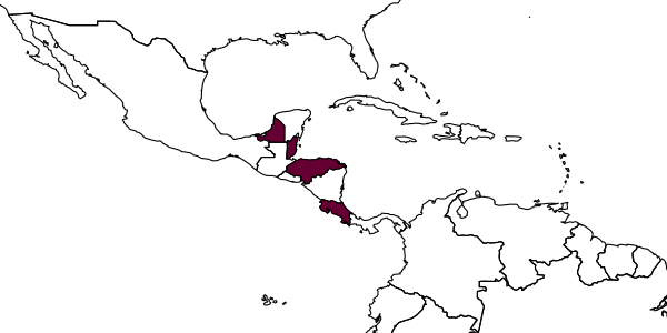 map of Cephalotes kukulcan     Snelling, 1999